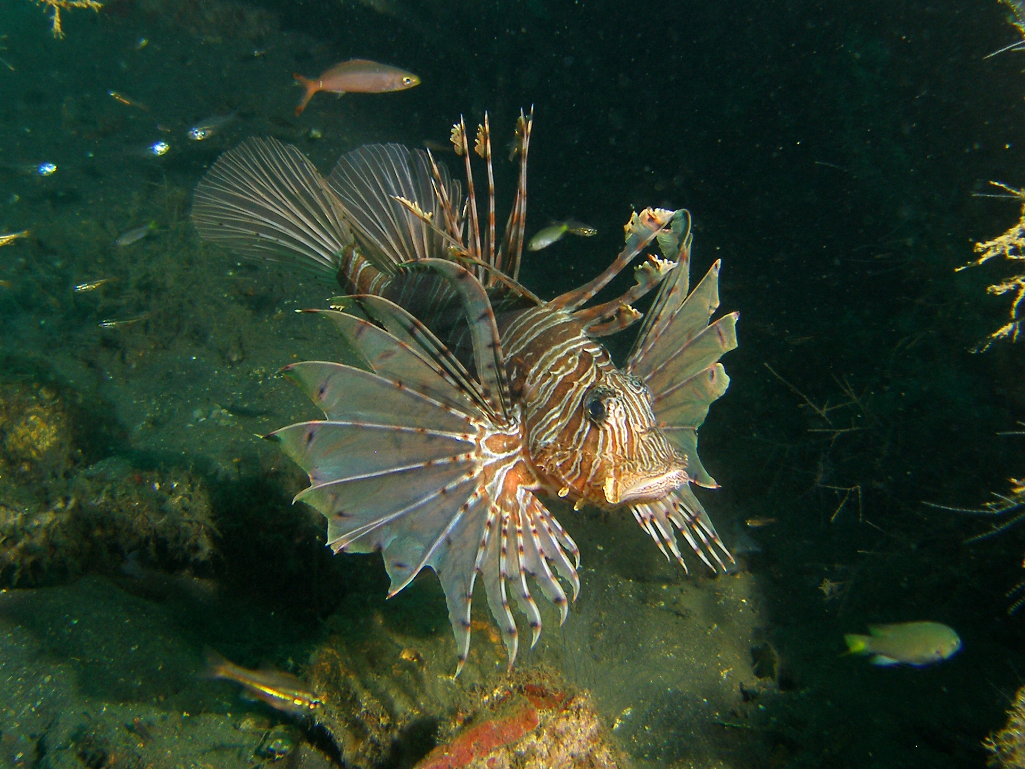 (Pterois Cuvier, 1817) Род КРЫЛАТКИ 10 видов